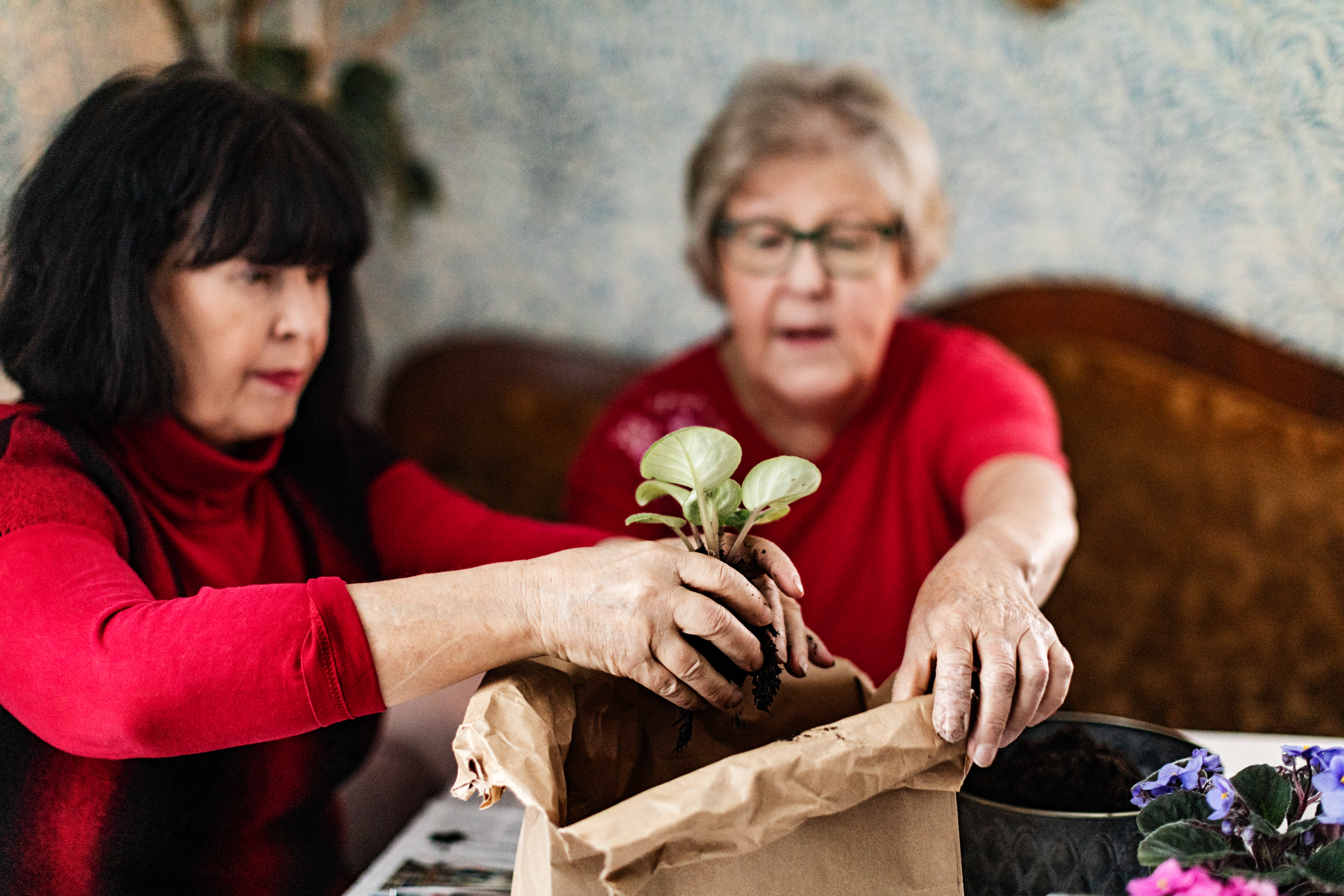 kaksi ystävystä istuttaa taimea multaan.